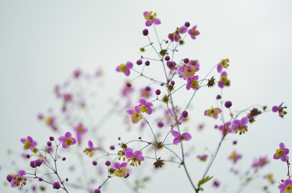 Image hover effect image